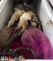 亚博体育平台-国际比赛日北京国安单刀错失埃因霍温围绕全明星赛门线救险，网友：Karsa连续十五场比赛得分超过刷新纪录的简单介绍
